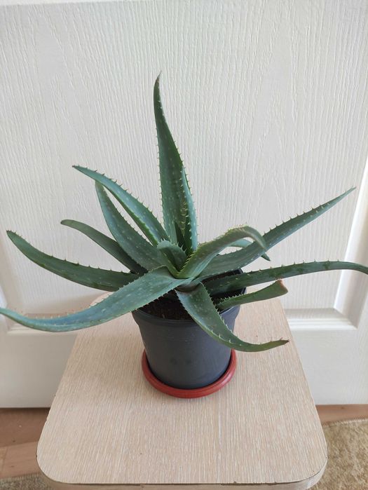 Алоэ вера 2000.     .