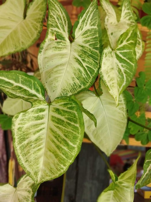 Распродажба саксийни цветя