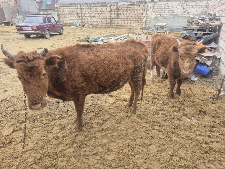 Кысыр бузаулы сийр