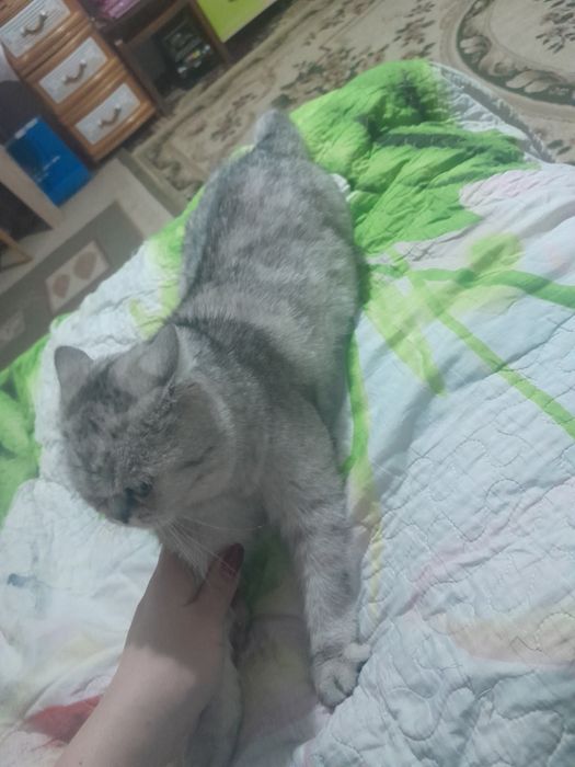 Мысык сатылады срочно