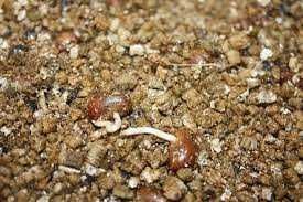 Продавам семена от студоустоичиви палми - 5 вида