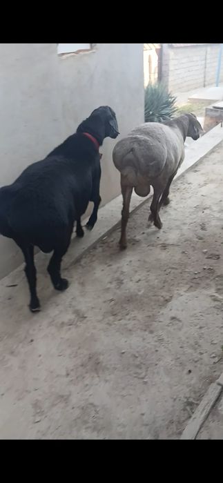 Qochqor sotiladi