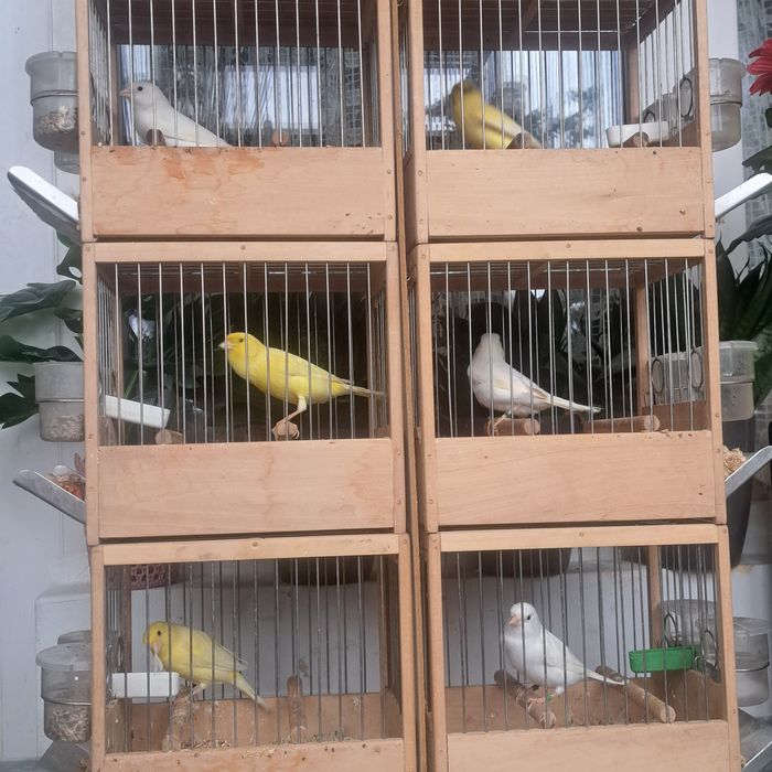 Vând canari slavujari 2025