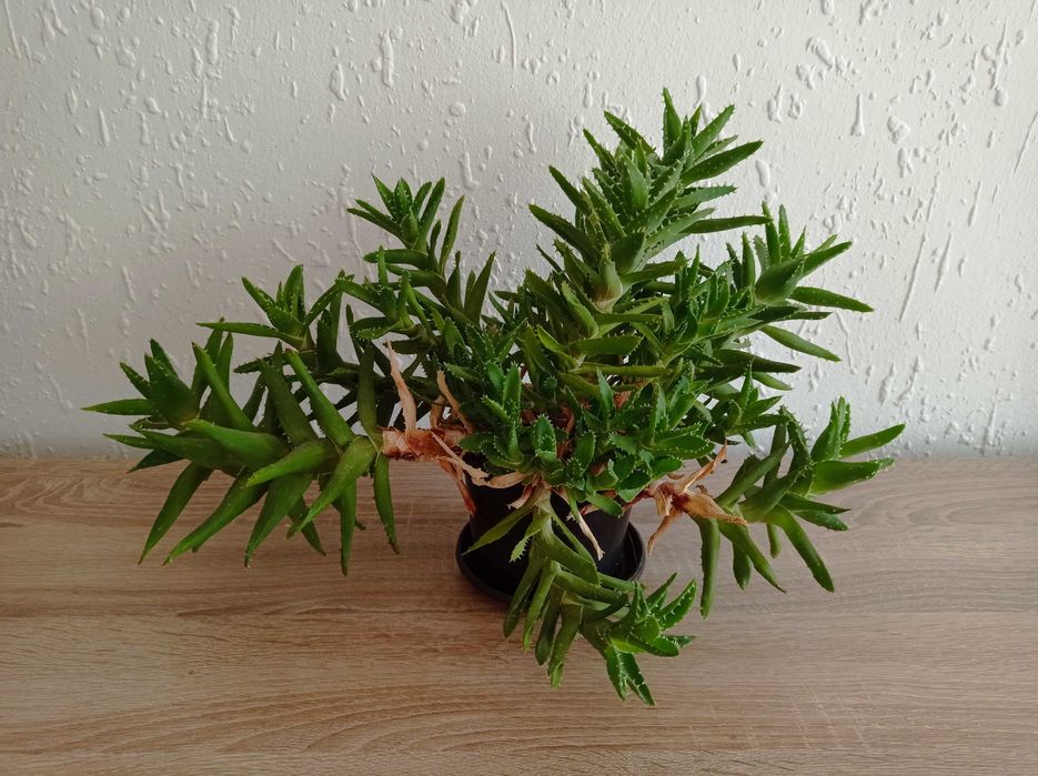 Сукуленти Алое .