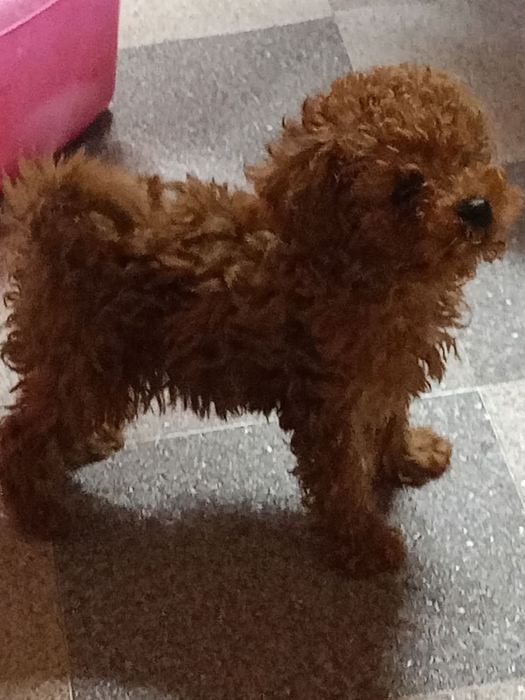 Пудел той уникално