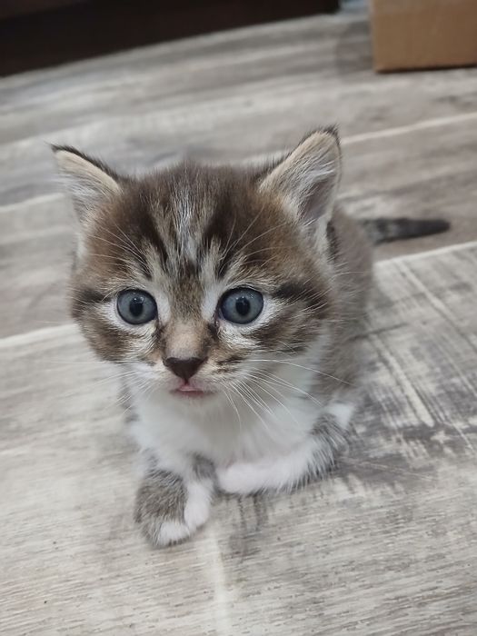 Отдам  трех котят
