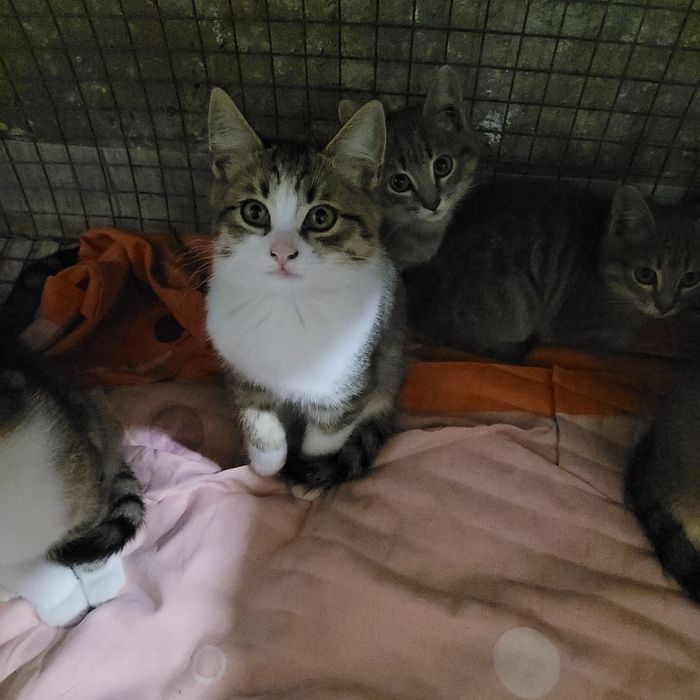 Котята в добрые руки