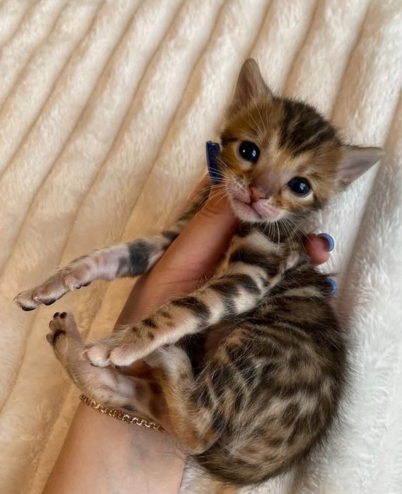 Бенгальские котята