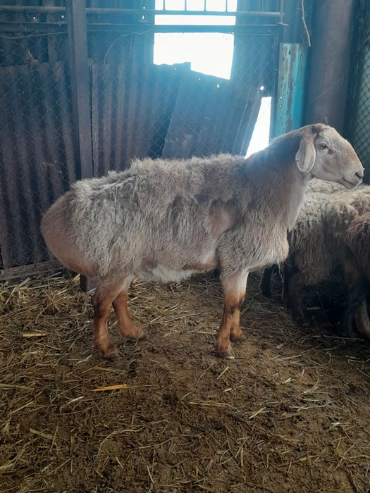 Продам барана 3.5 года