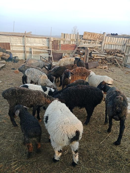 Қой, жылқы, тайынша