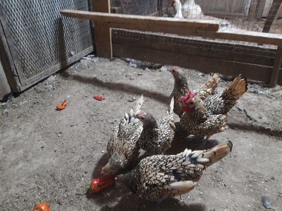 Продается лимонный сибрайт