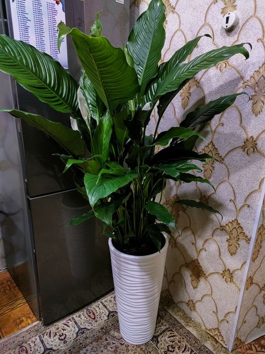 Комнатные растения. есть доставка