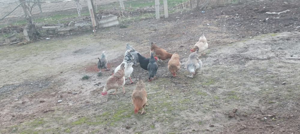 Туып Турган тауыктар сатылады.