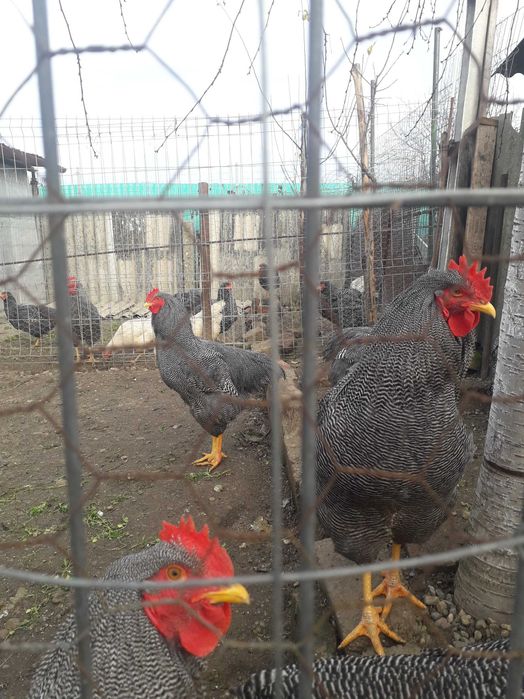 Pasări de curte de vînzare Plymut Rok Barat