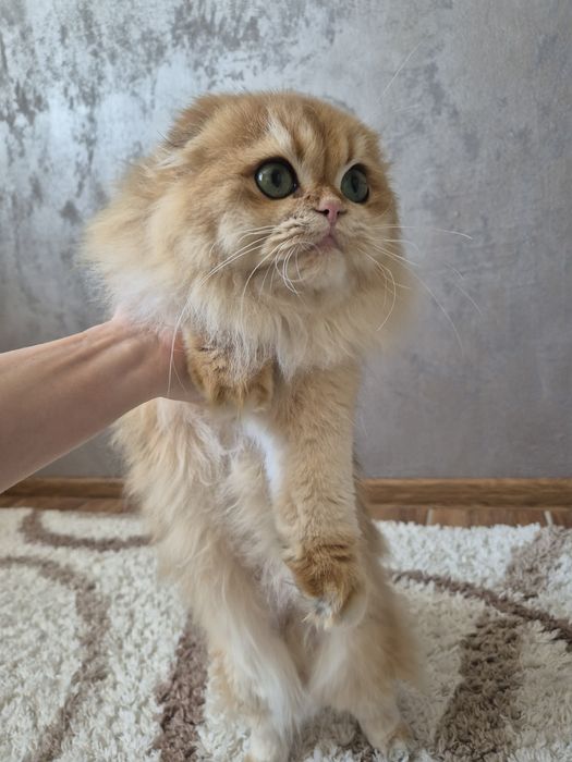 Шотландская золотая шиншилла