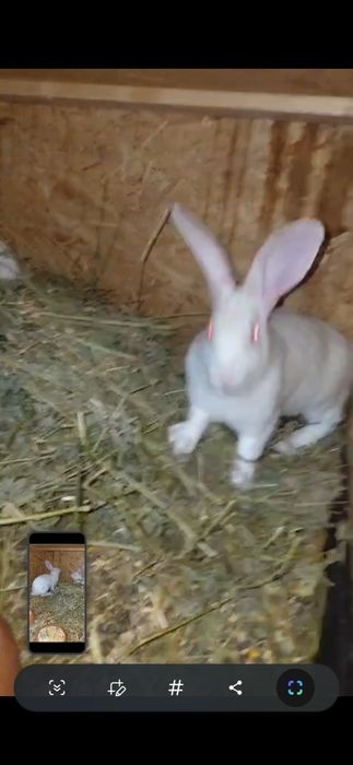 Iepuri hycole francez