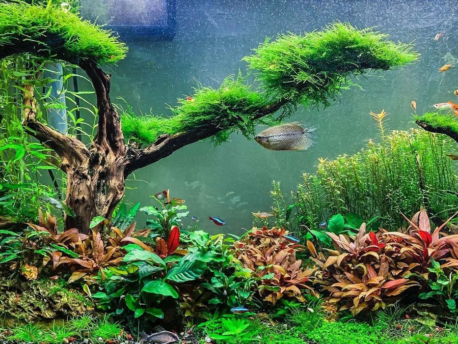 Akvariumlar uchun professional servis | Tozalash | Чистка аквариума