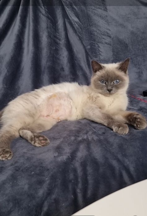 Милашка в дар. Доставлю!