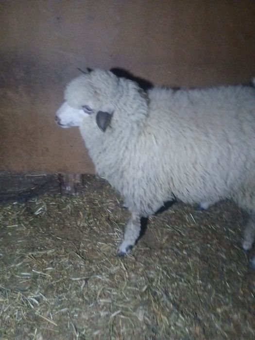 Vând două mielute metiși dintre il de fros si țurcana