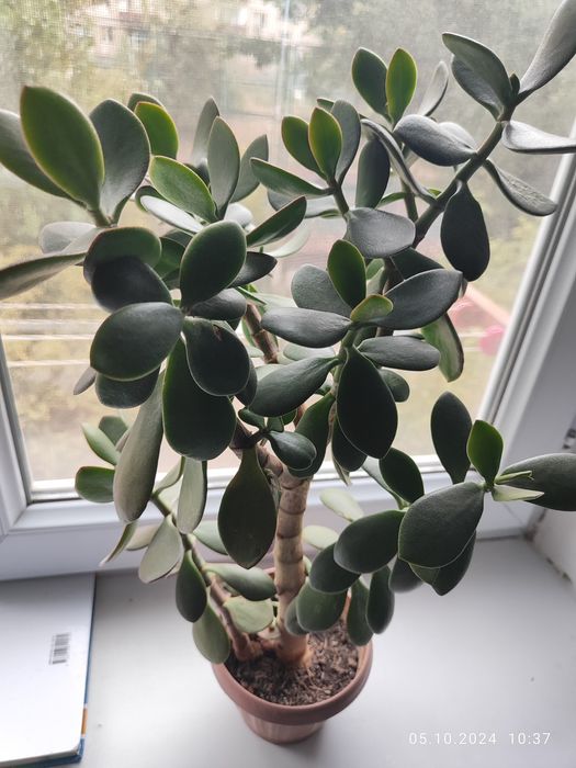 Продам цветок толстянка - денежное дерево