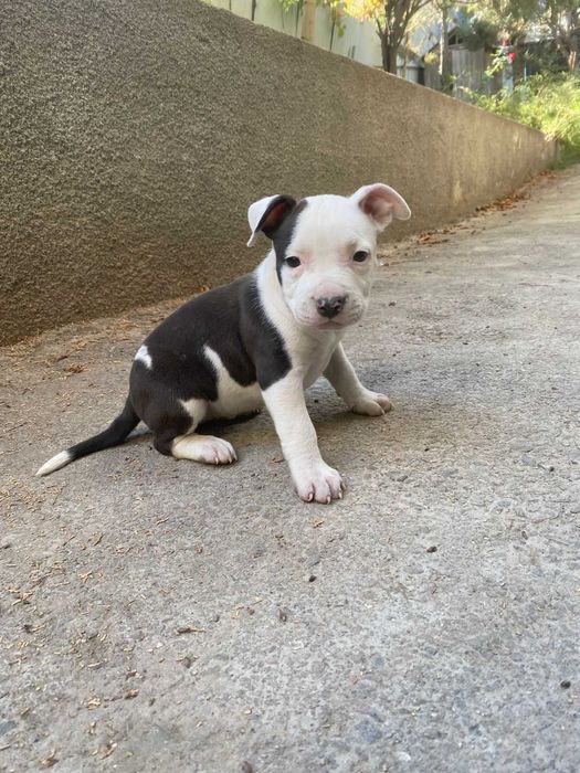 щенки американского стаффордширского терьера