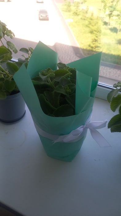 Продам мяту,мелисса,герань(розавидная)