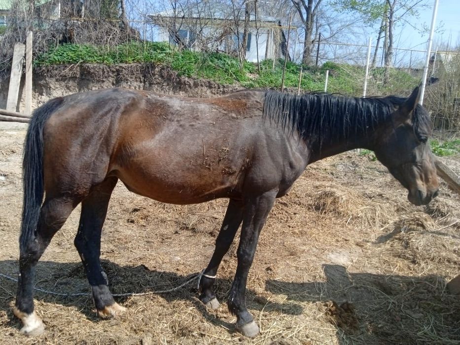 Буаз бие сатылады