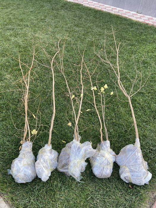 Клён, канадский клен. Канадалық Үйеңкі.