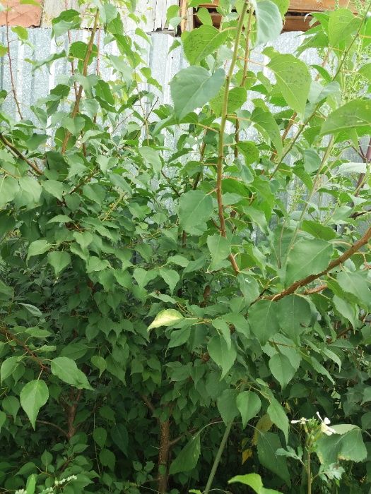 Саженцы урюка (абрикос)