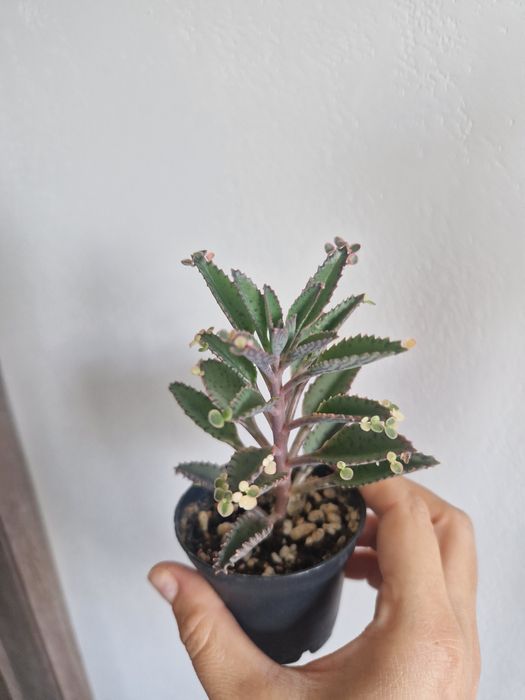 Суккулент Каланхоэ розовая бабочка