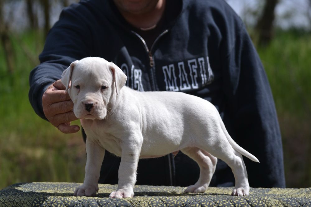 Dog Argentinian mascul cu pedigree