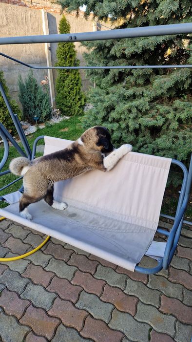 Disponibil American Akita