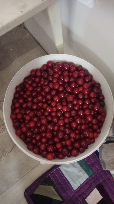 Продам ВИШНЮ домашнюю