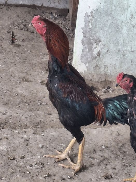 Дакан қораз сатылады.