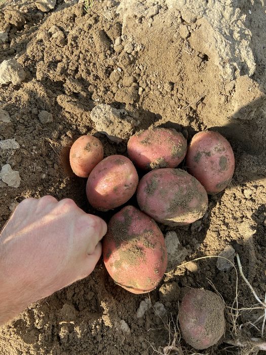 Cartofi producția 2025