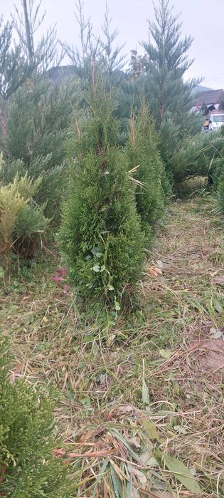 Tuya smarald,diferite înălțimi