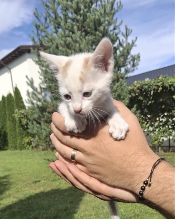 Adoptie - Puiuti de Pisica