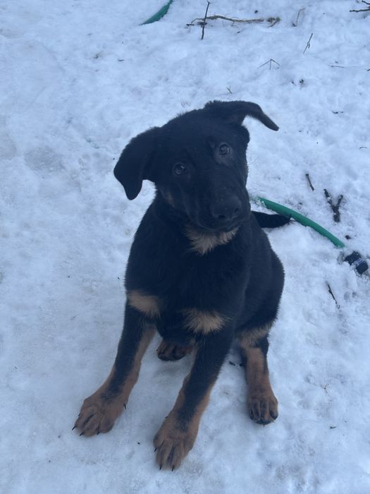 Щенки немецкой овчарки