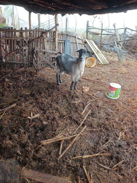 Vând o capra si un tap