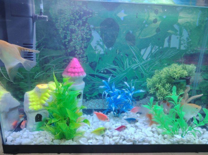 Akvarium va baliqlar sotiladi
httpАквариум