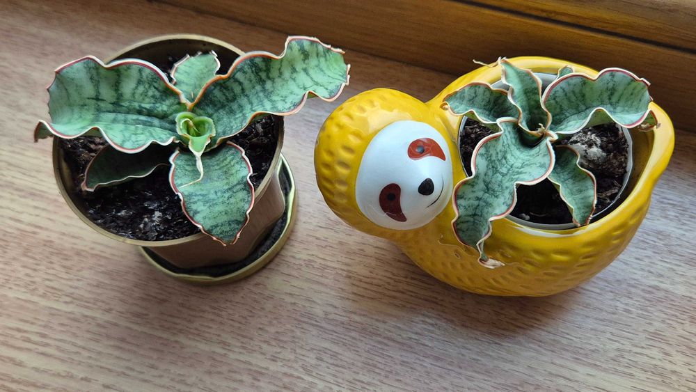 Экзотическая сансевьерия Кирки Сильвер блю комнатные цветы.