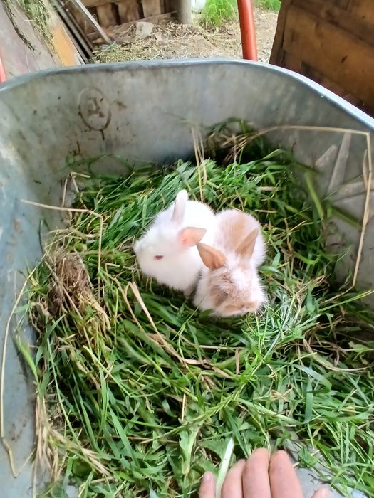 Iepuri mini toy puisori mici pitici