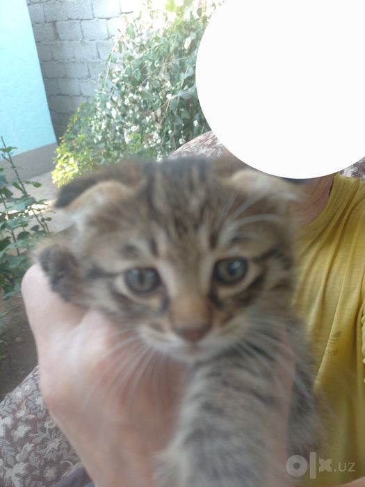 продаю вислоухих котят. Без паспорта