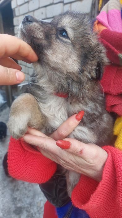 Отдаю щенков в надёжные добрые руки