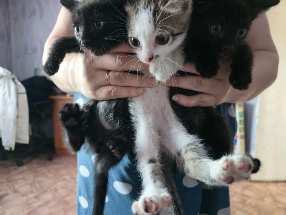 Отдам в добрые руки