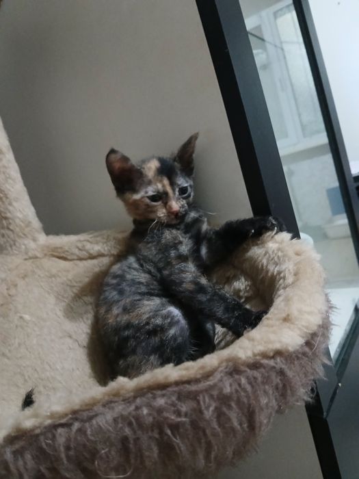 От дам котейку девочку