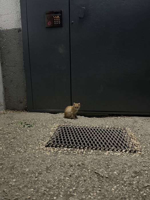 Маленький котенок