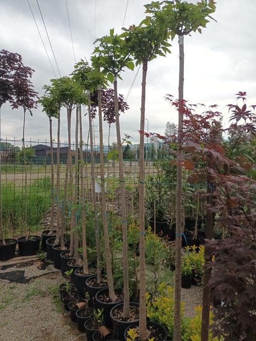 Catalpa globulara 200+ cm/ copaci ornamentali/ plante/ umbra