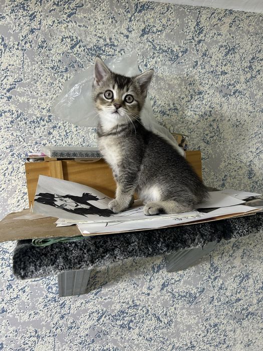 Продам котят уральск