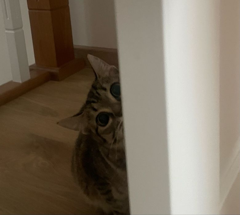 Срочно отдам котенка в добрые руки